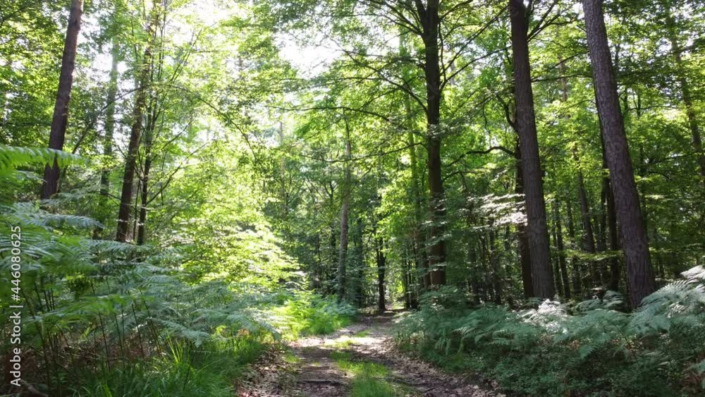 Drohnenaufnahme, Waldweg