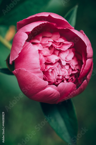 Fotografie, Tablou Close up view of beautiful blooming pink peony flower growing outdoor in the garden
