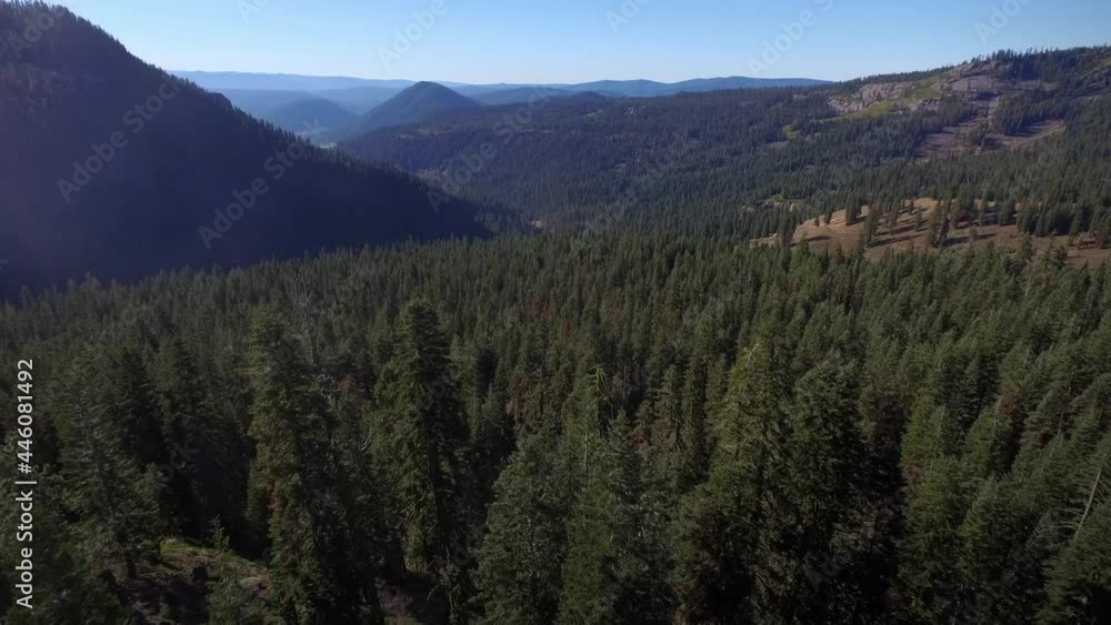 Aerial Drone view of woman looking out over a ridge in a pine forest in california