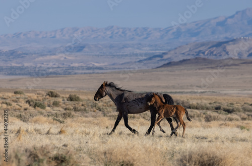 Wild Horse Mare and Her Cute Foal in the Utah Desert