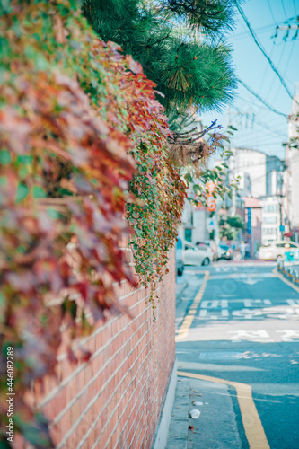 도시 담장의 넝쿨과 나무 © kangnam