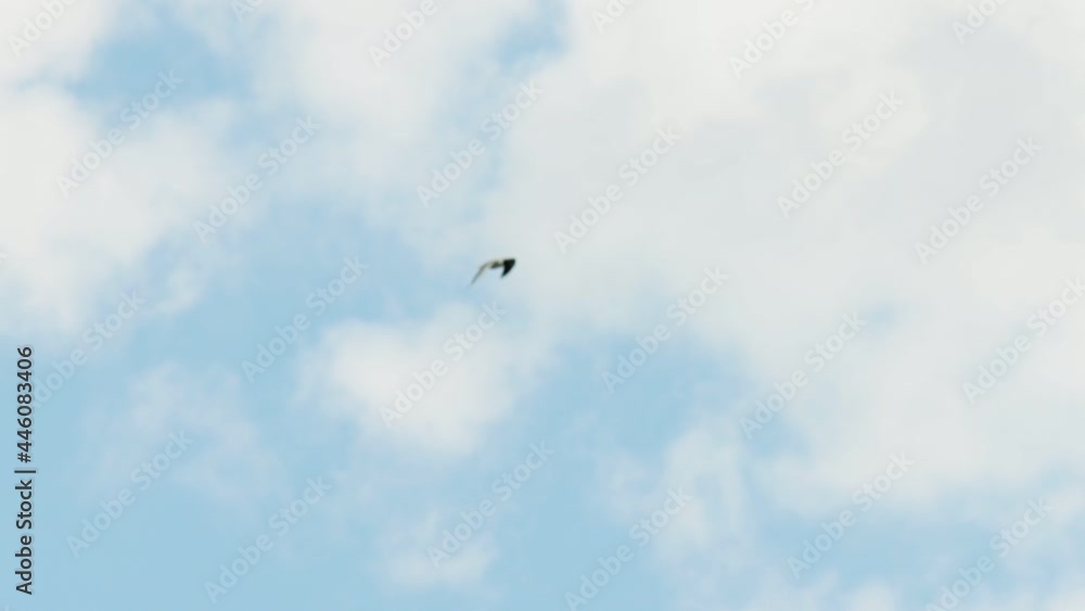 Bird seagull flies against the blue sky with clouds. Slow motion Bird seagull flies against the blue sky with clouds. Slow motion