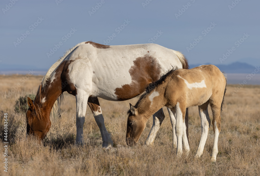 Wild Horse Mare and Her Cute Foal in the Utah Desert Wild Horse Mare and Her Cute Foal in the Utah Desert