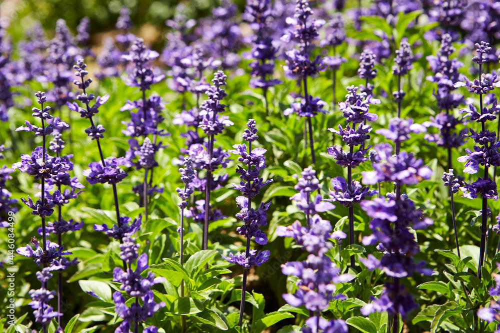 Obraz premium variety of flowers in the garden