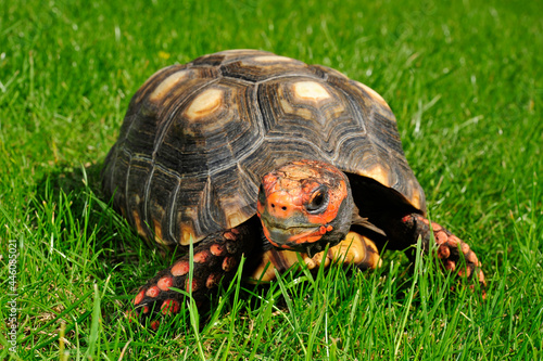 Red-footed tortoise // Köhlerschildkröte (Chelonoidis carbonarius)