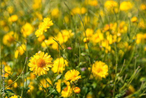 Yellow Chrysanthemum flowers blooming in the field. © nuwatphoto