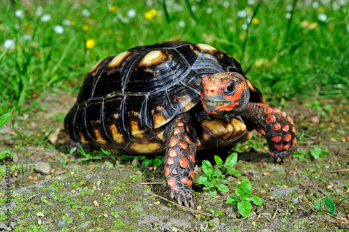 Red-footed tortoise // Köhlerschildkröte (Chelonoidis carbonarius) photo