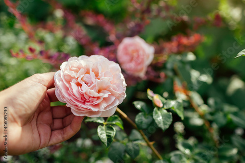 Wallpaper Mural Gardener holds pink rose Abraham Darby blooming in summer garden. English David Austin selection roses flowers Torontodigital.ca