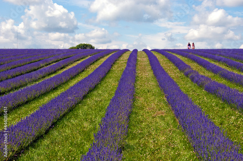 Lavender Field Summer Flowers Cotswolds Gloucestershire England