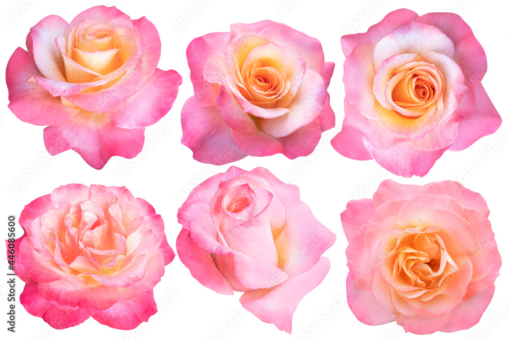 Collage of Orange Rose isolated on the white background. Rose with clipping path.