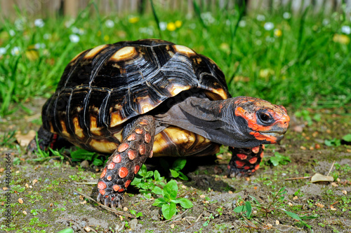 Red-footed tortoise // Köhlerschildkröte (Chelonoidis carbonarius) photo