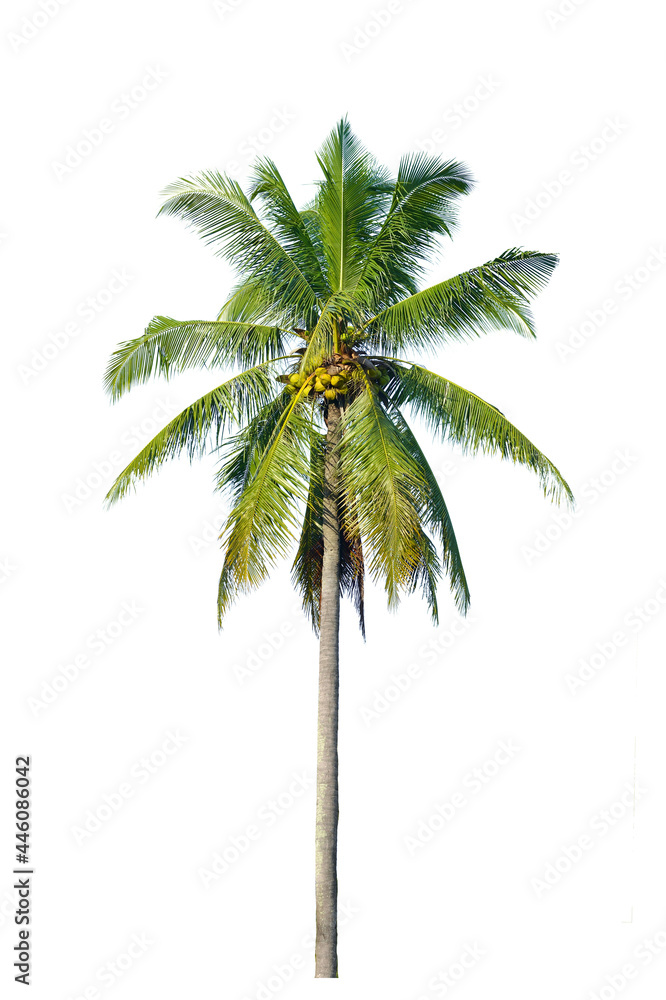 Obraz premium Coconut palm tree isolated on white background.