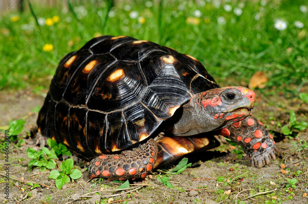 Obraz premium Köhlerschildkröte // Red-footed tortoise (Chelonoidis carbonarius)