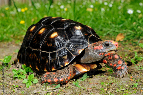 Köhlerschildkröte // Red-footed tortoise (Chelonoidis carbonarius) photo