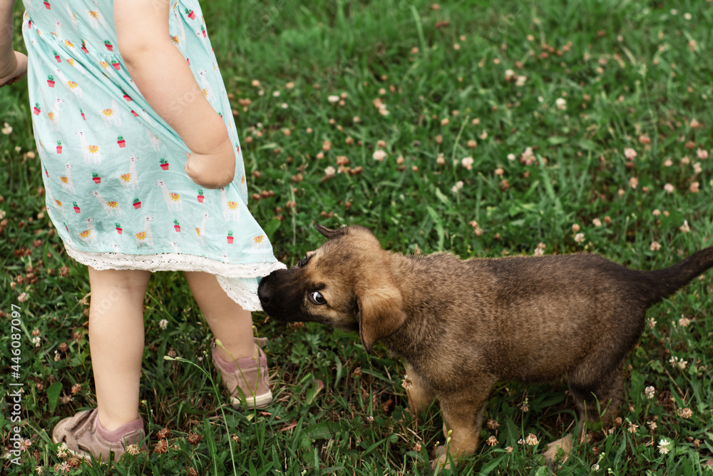 A German shepherd puppy pulls a little girl by the dress. A child is playing with a puppy. Pets and children A German shepherd puppy pulls a little girl by the dress. A child is playing with a puppy. Pets and children