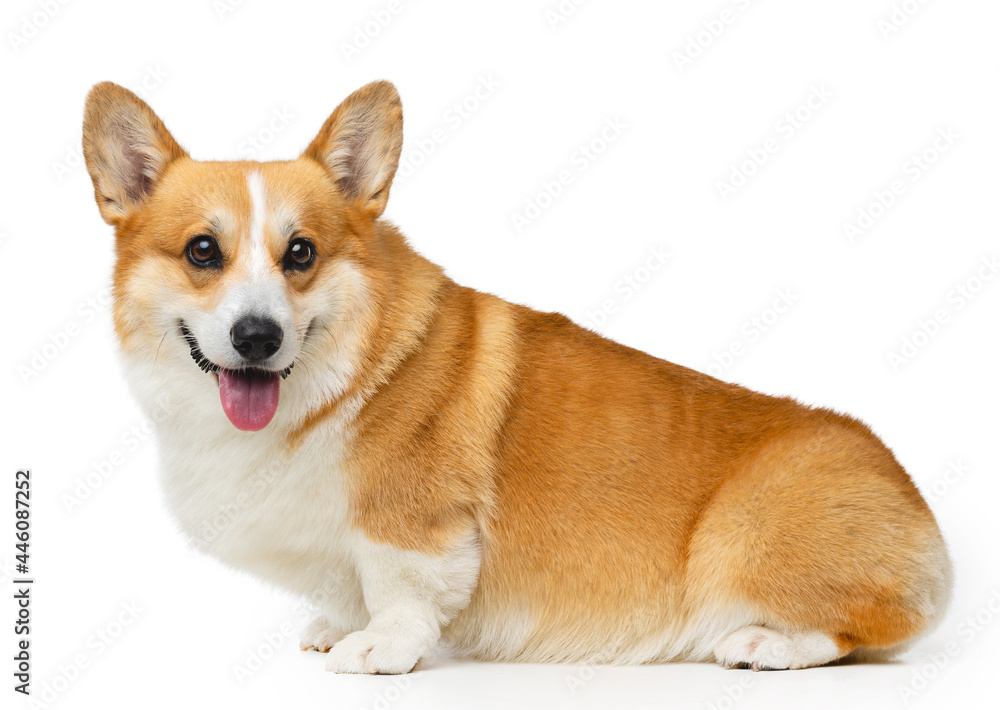 Welsh Corgi Pembroke Dog Isolated on Black Background in studio Welsh Corgi Pembroke Dog Isolated on Black Background in studio
