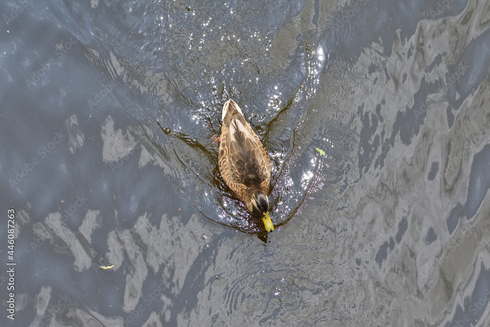 A duck floating on the water leaves a wake. Reflection. Day.