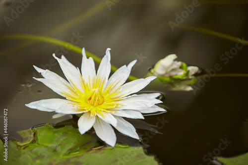 water lilies in the pond