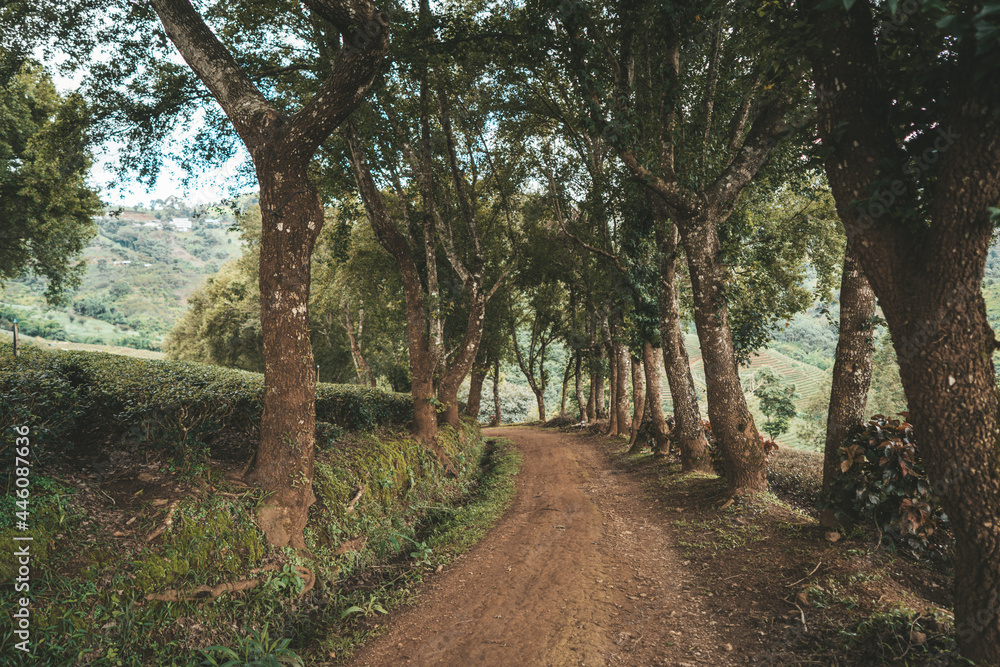 Alley of trees at Tea plantation in mountain, Doi Mae Salong Alley of trees at Tea plantation in mountain, Doi Mae Salong