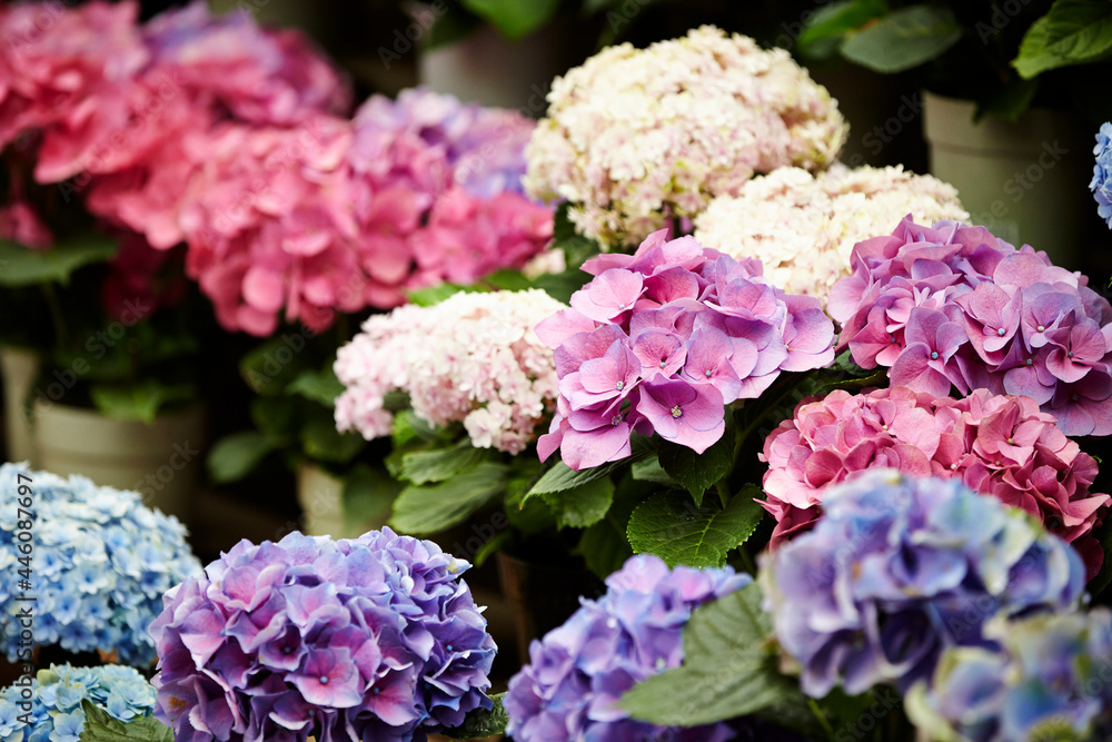 Various colored hydrangea flowers in the garden Various colored hydrangea flowers in the garden