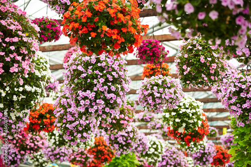 Fototapeta Naklejka Na Ścianę i Meble -  colorful flowers in the garden