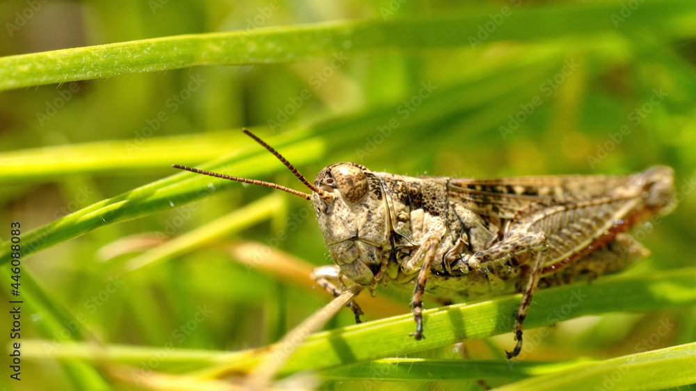 Close up of a grasshopper in a field in Cotacachi, Ecuador Close up of a grasshopper in a field in Cotacachi, Ecuador
