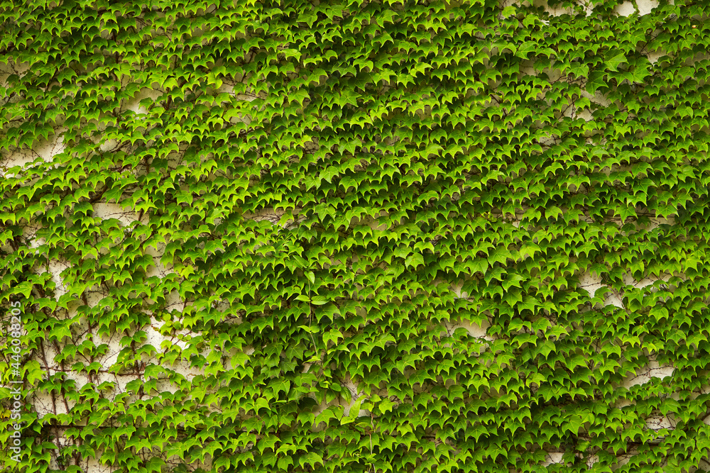 green leaves on a wall green leaves on a wall