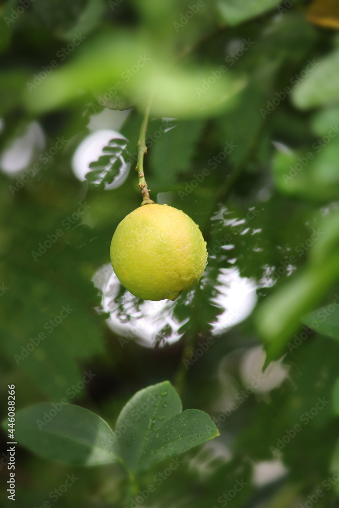 Isolated fresh yellow lemon hanging on the tree on a rainy day Isolated fresh yellow lemon hanging on the tree on a rainy day