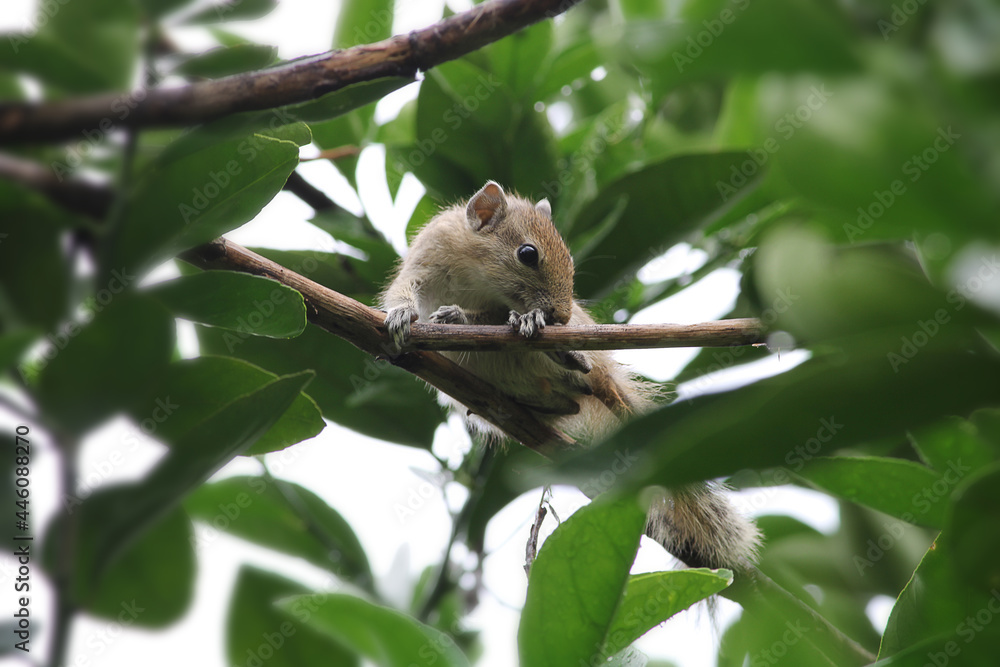 Cute furry soft squirrel looking curiously on the tree branch Cute furry soft squirrel looking curiously on the tree branch