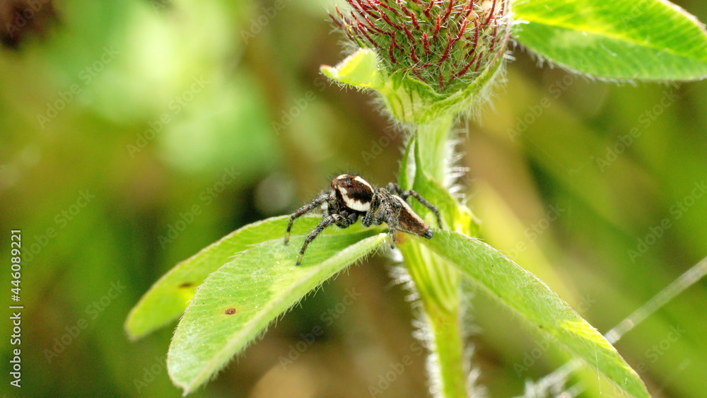 Obraz premium Jumping spider on a leaf in Cotacachi, Ecuador
