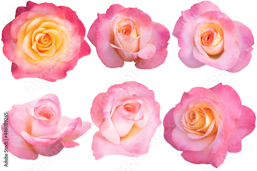 Collage of Pink Mix Orange Rose isolated on the white background. Rose with clipping path.