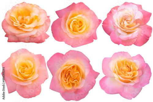 Collage of Pink and Orange Rose isolated on the white background. Rose with clipping path.