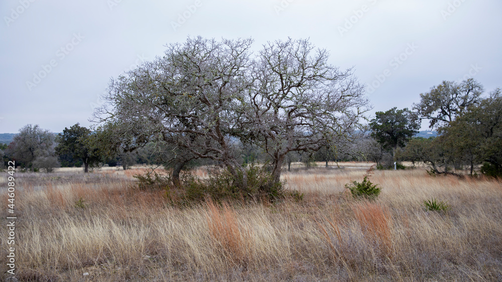 Landscape photo in Texas during the day Landscape photo in Texas during the day
