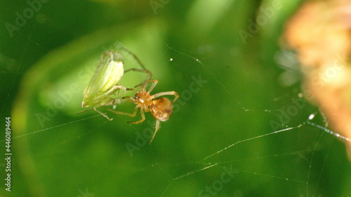 Small spider in a web in Cotacachi, Ecuador
