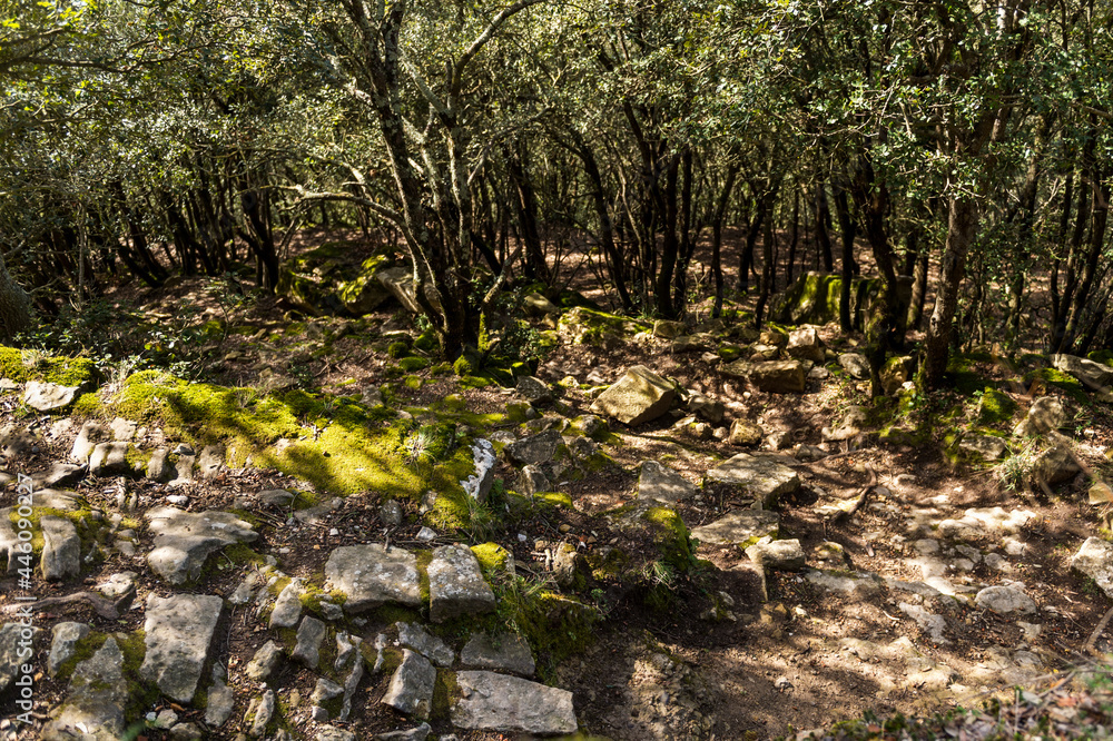 camino de piedra entre los árboles camino de piedra entre los árboles