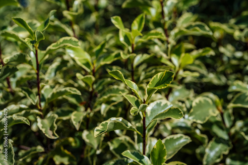 Beautiful fresh green leaves. Outdoor decoration plants  hedge  nature fresh  top of a tree leaves.