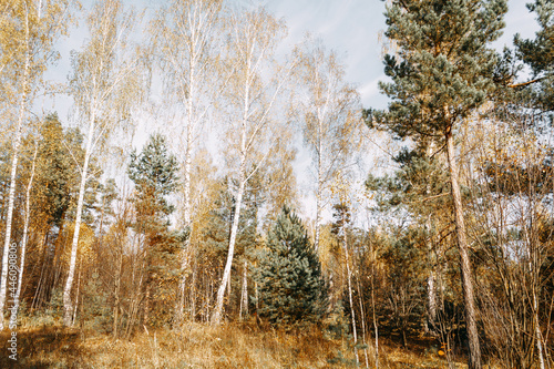 Wallpaper Mural Autumn mixed forest in the rays of the sun. Pines, birches, firs in yellow falling leaves. Autumn landscape Torontodigital.ca