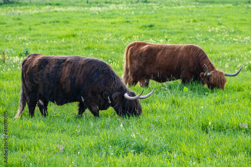 A Highland cow in the field.