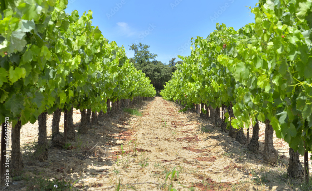 field of grape vine in summer with green foliage and grape growing
