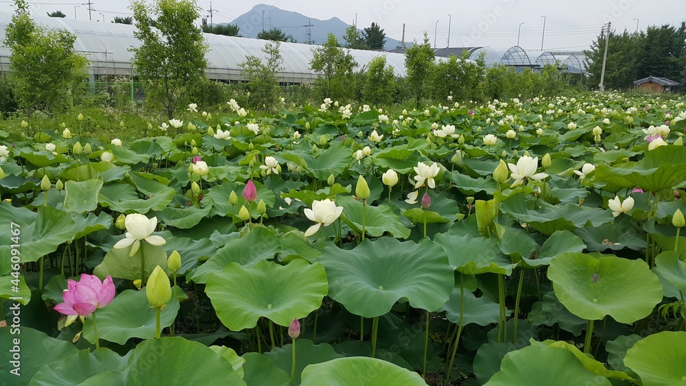 야외 연못의 연꽃