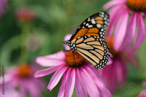 monarch butterfly on an echinacea blossom on a creamy bokeh background - with space for copy or text