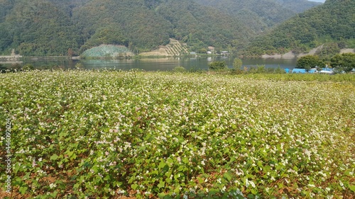 한국의 메밀밭