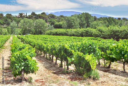 field of grape vine in summer growing  in Vaucluse france