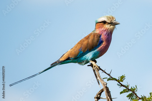 Lilac-breasted roller Coracias caudatus, Kruger National Park, South Africa