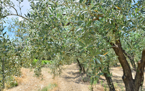 close on leaf of a olive tree  growing in an orchard in provencal france