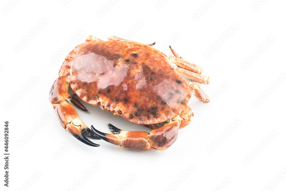Cooked brown crab or edible crab isolated on the white background. Cooked brown crab or edible crab isolated on the white background.