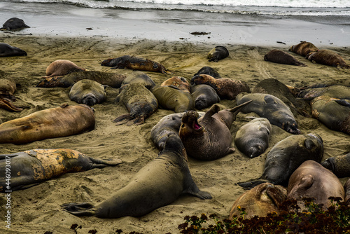 one elephant seal with mouth open amid herd of other elephant seals on sand beach of Pacific Ocean shore in California