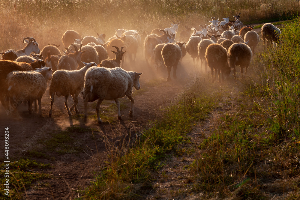 A flock of sheep and goats walking along a dusty road