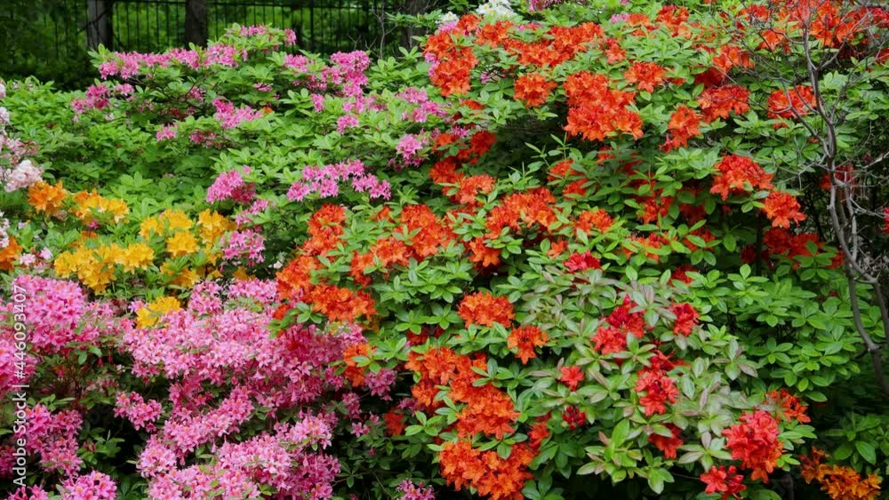Variety of Rhododendron flowers in the garden, 4k video Variety of Rhododendron flowers in the garden, 4k video