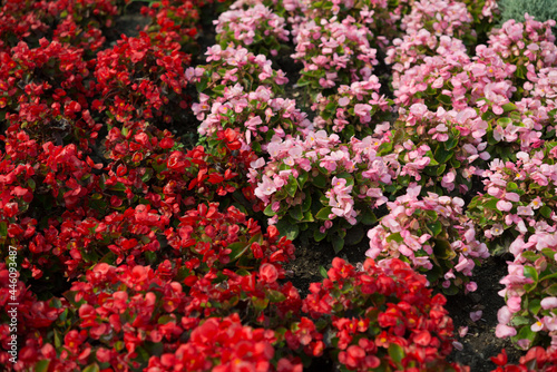 red and pink begonias in a themed flower bed